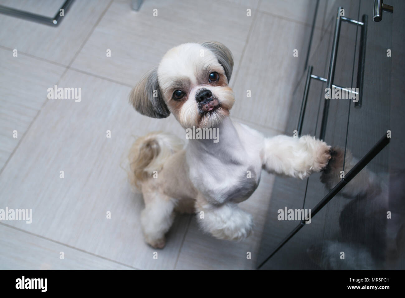 Shih tzu dog standing at kitchen and asking owner something to eat Stock Photo