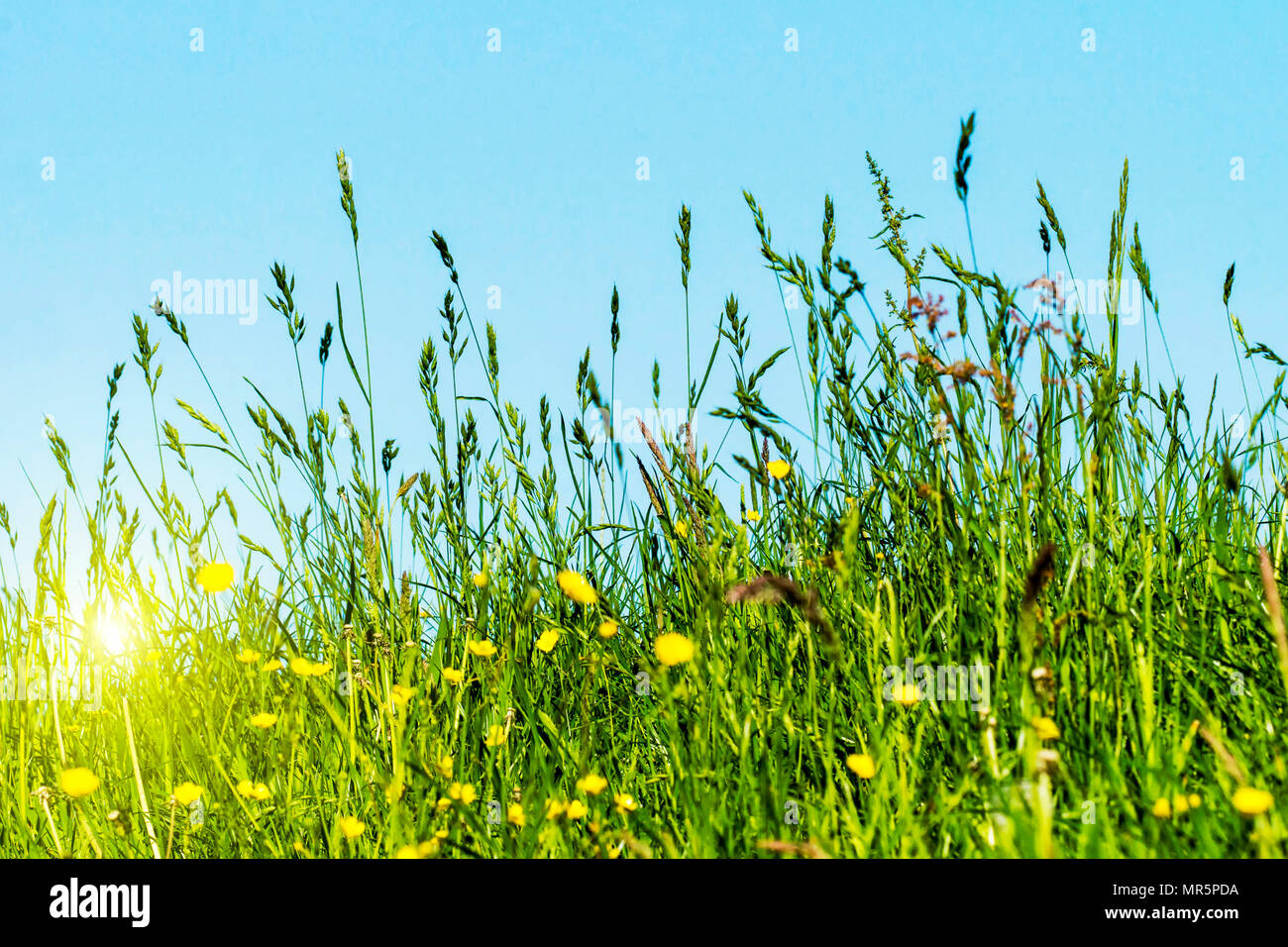 Flowering grass in detail - Allergens - Allergy in Germany Stock Photo