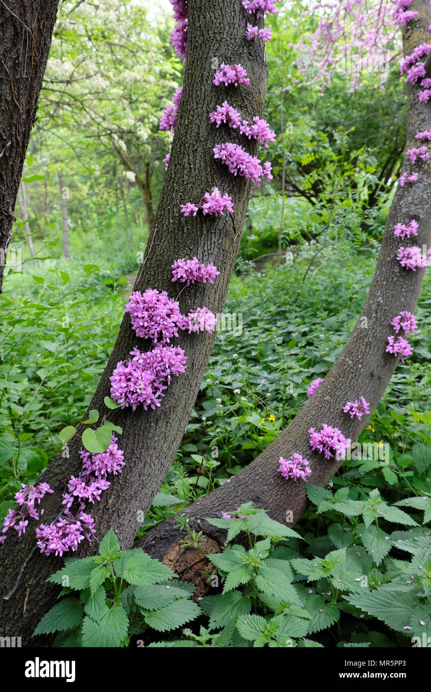 Pink blossoms sprouting on Cercis siliquastrum trunk or Judas Tree (cauliflory) in the Bois de Boulogne park in Paris France Europe EU   KATHY DEWITT Stock Photo