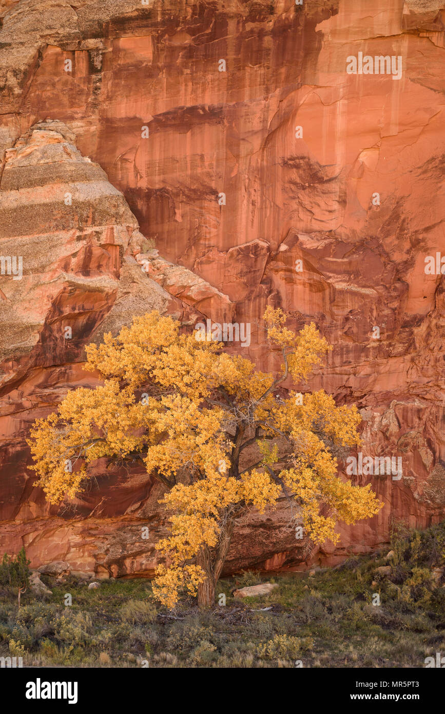 Cottonwood tree in autumn and desert varnish on sandstone wall; Capitol Reef National Park, Utah. Stock Photo