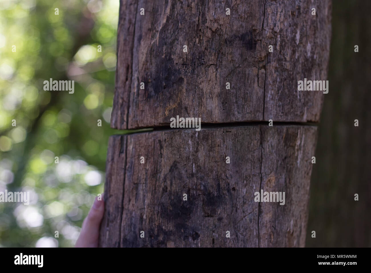 old tree is severed but continues to grow Stock Photo Alamy
