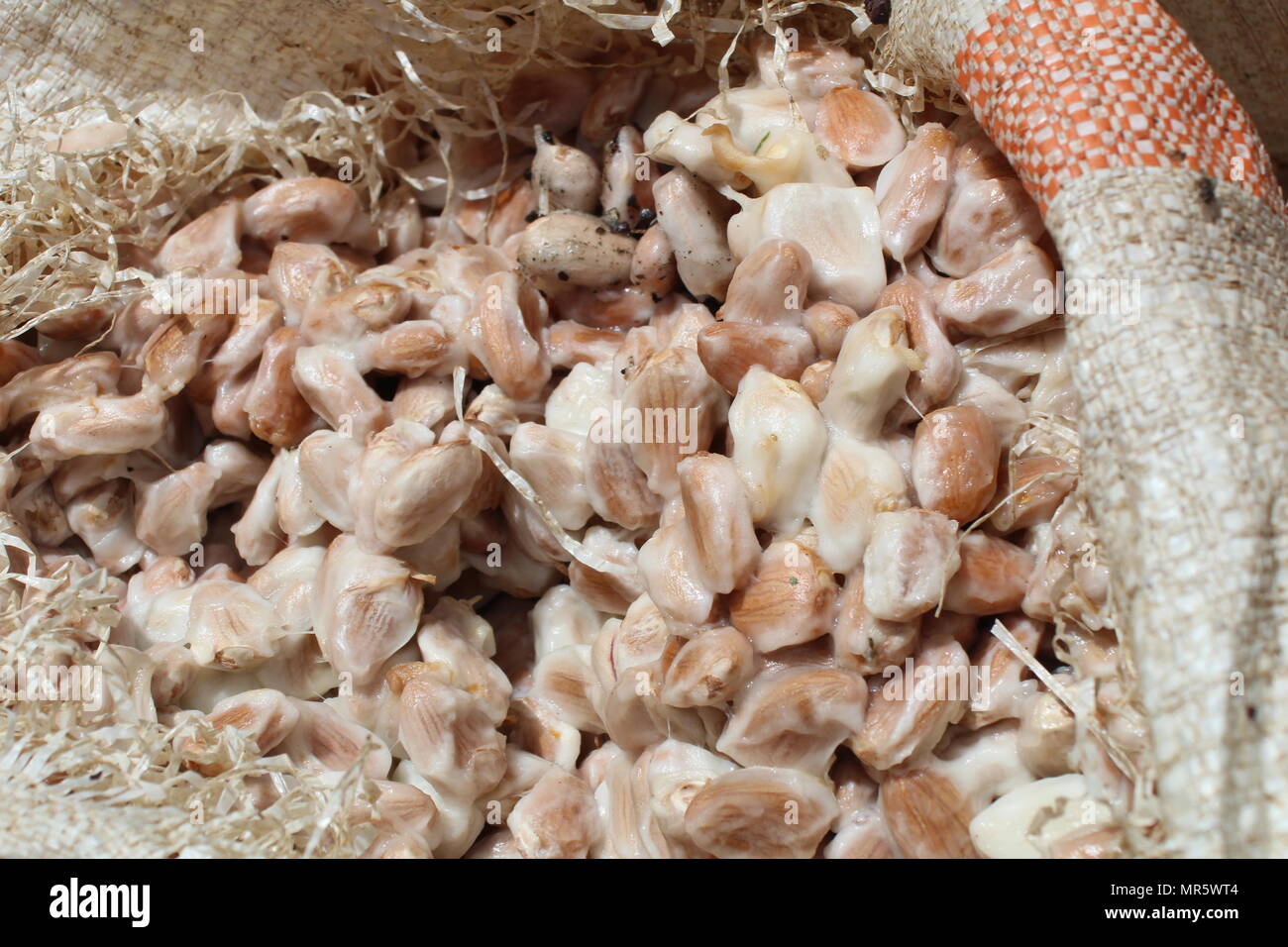 Raw cacao beans before fermentation Stock Photo Alamy