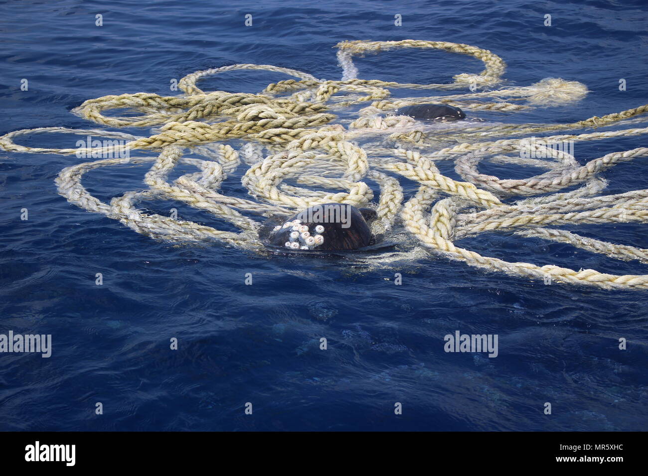 A sea turtle is entangled in a mass of fishing gear and garbage in the Eastern Pacific Ocean before being released by the crew of Coast Guard Cutter Valiant, April 23, 2017.    The crew freed one baby and three adult olive ridley sea turtles. (U.S. Coast Guard courtesy photo.) Stock Photo