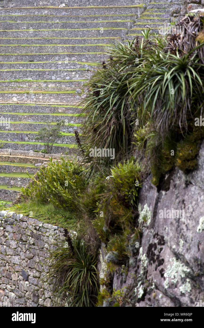 Detail of the stone wall at Machu Picchu, Peru Stock Photo - Alamy