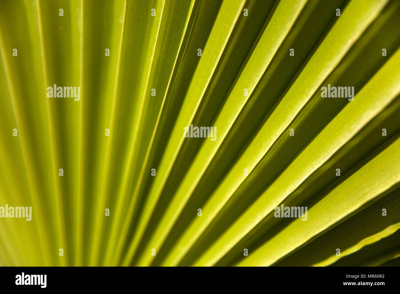 Close up view at green palm leaf Stock Photo - Alamy