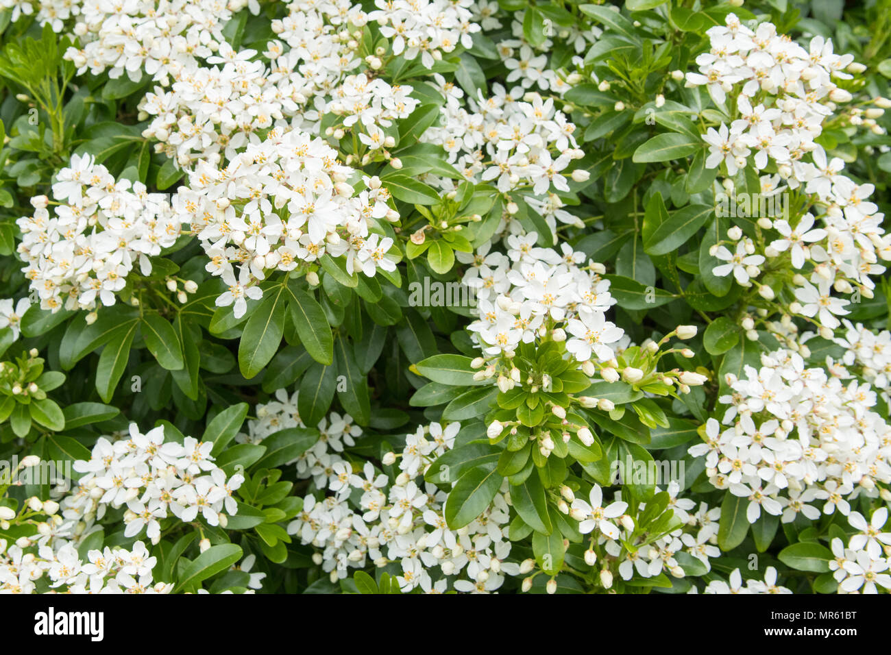 Mexican Orange Blossom, Choisya ternata, Monrovia Plant