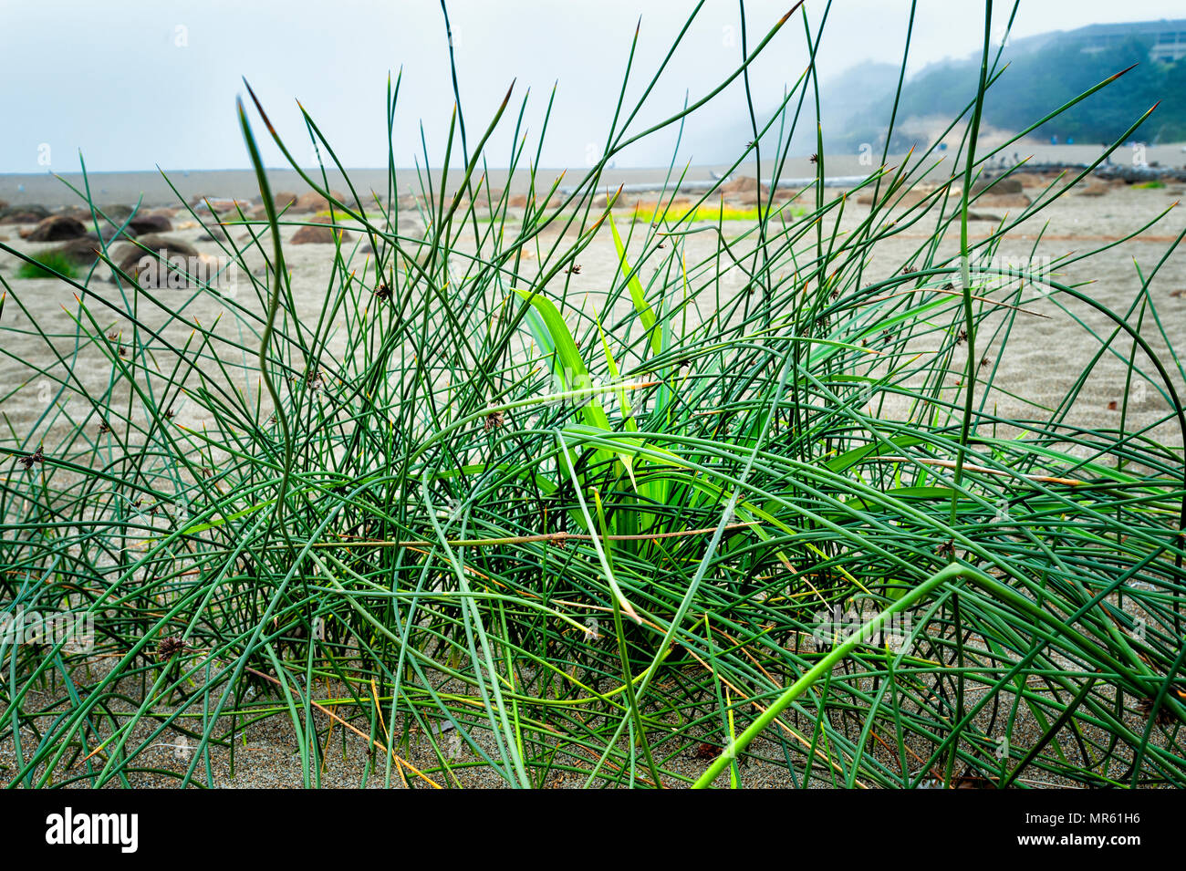 Green sedge stands out amongst the rocks and sand at Fogarty Creek Beach in Lincoln City Stock Photo