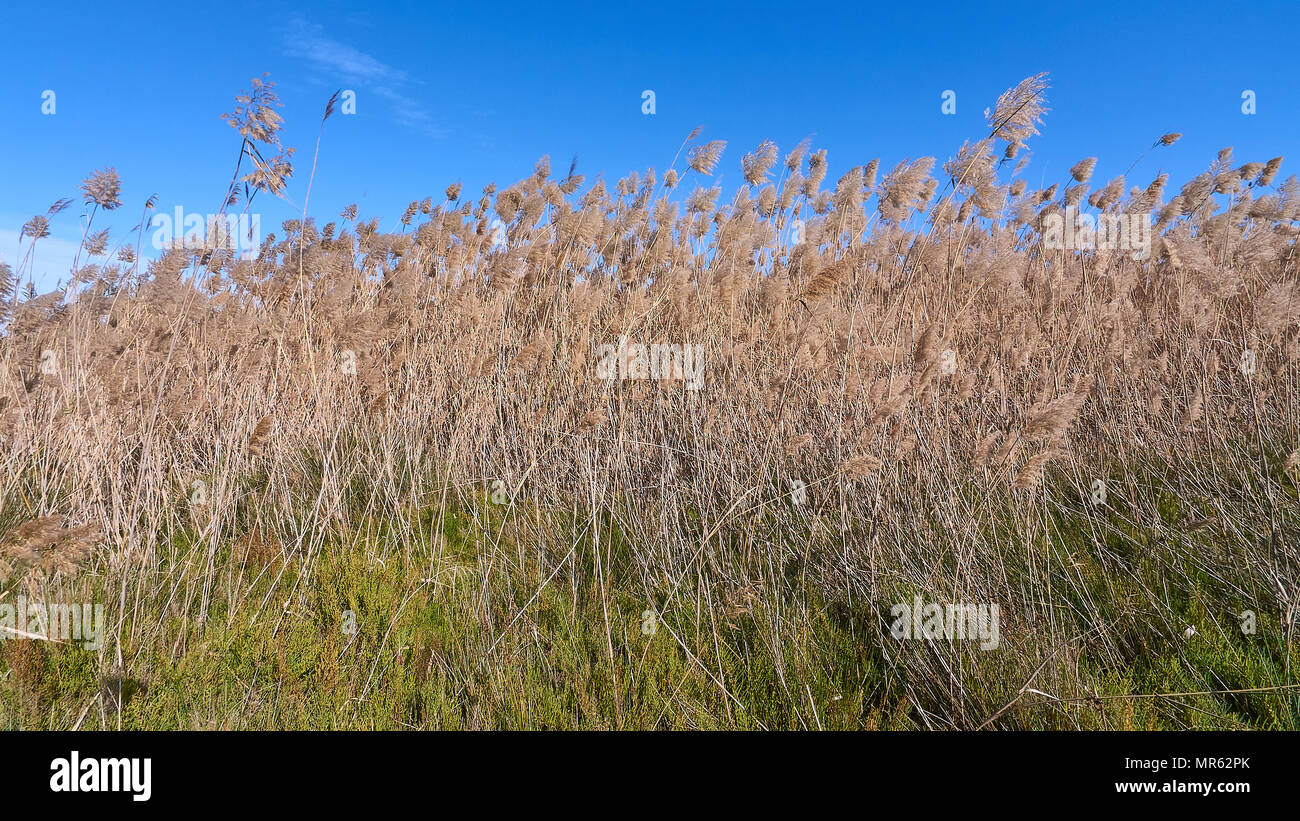 Common reed (Phragmites australis) reedbed and Salicornia plants at Estany Pudent marsh in Ses Salines Natural Park(Formentera,Balearic Islands,Spain) Stock Photo