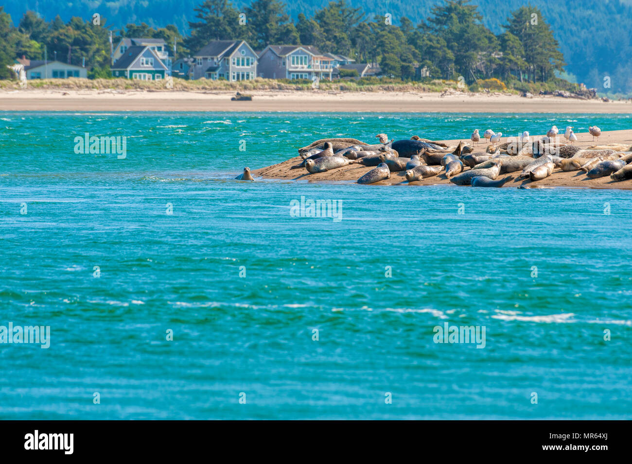 Seals sunbath on a sand bar in Lincoln City.  Homes line the beach in the background Stock Photo