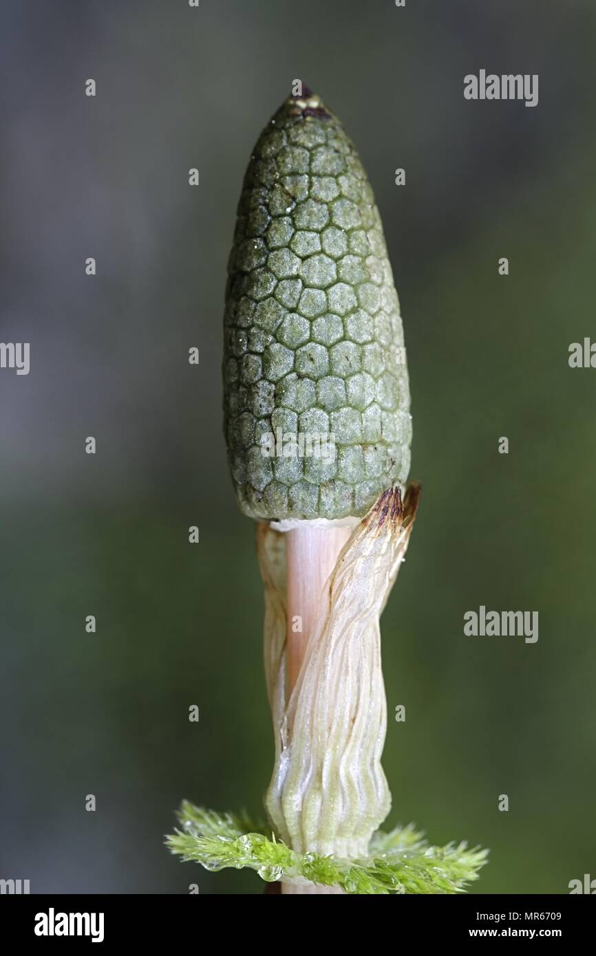 Wood or woodland horsetail, Equisetum  sylvaticum.  Horsetails are used as biochemical indicators for gold. Stock Photo