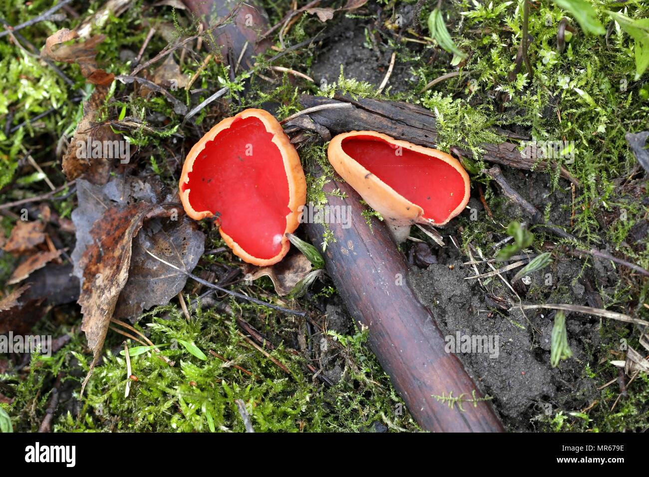 Scarlet elfcup, Sarcoscypha austriaca, wild mushroom from Finland Stock Photo