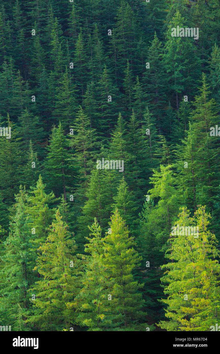 Coniferous forest in Sangla Valley (Himachal Pradesh, India) Stock Photo