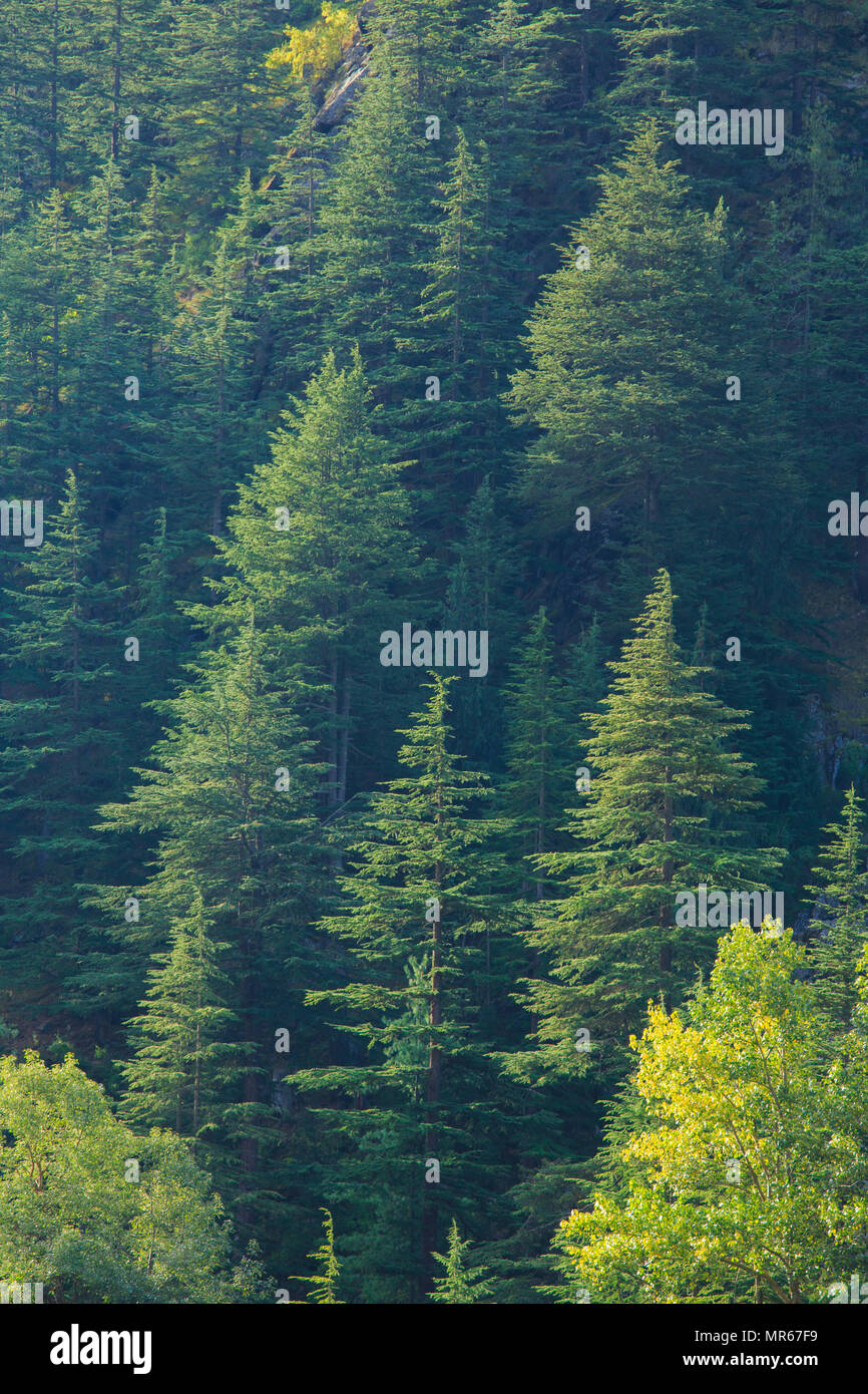 Coniferous forest in Sangla Valley (Himachal Pradesh, India) Stock Photo