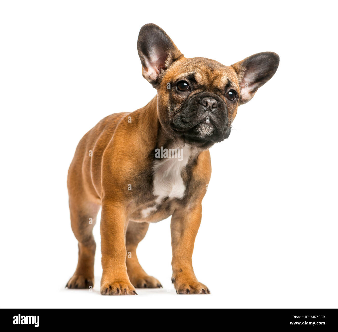 French Bulldog standing against white background Stock Photo Alamy
