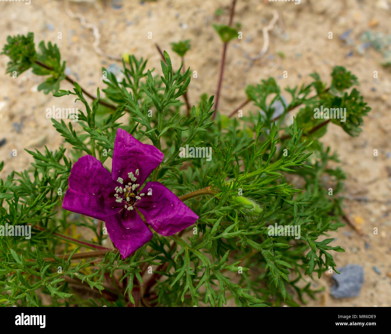 Roemeria Hybrida, Violet Horned-Poppy Flower Growing Wild Stock Photo