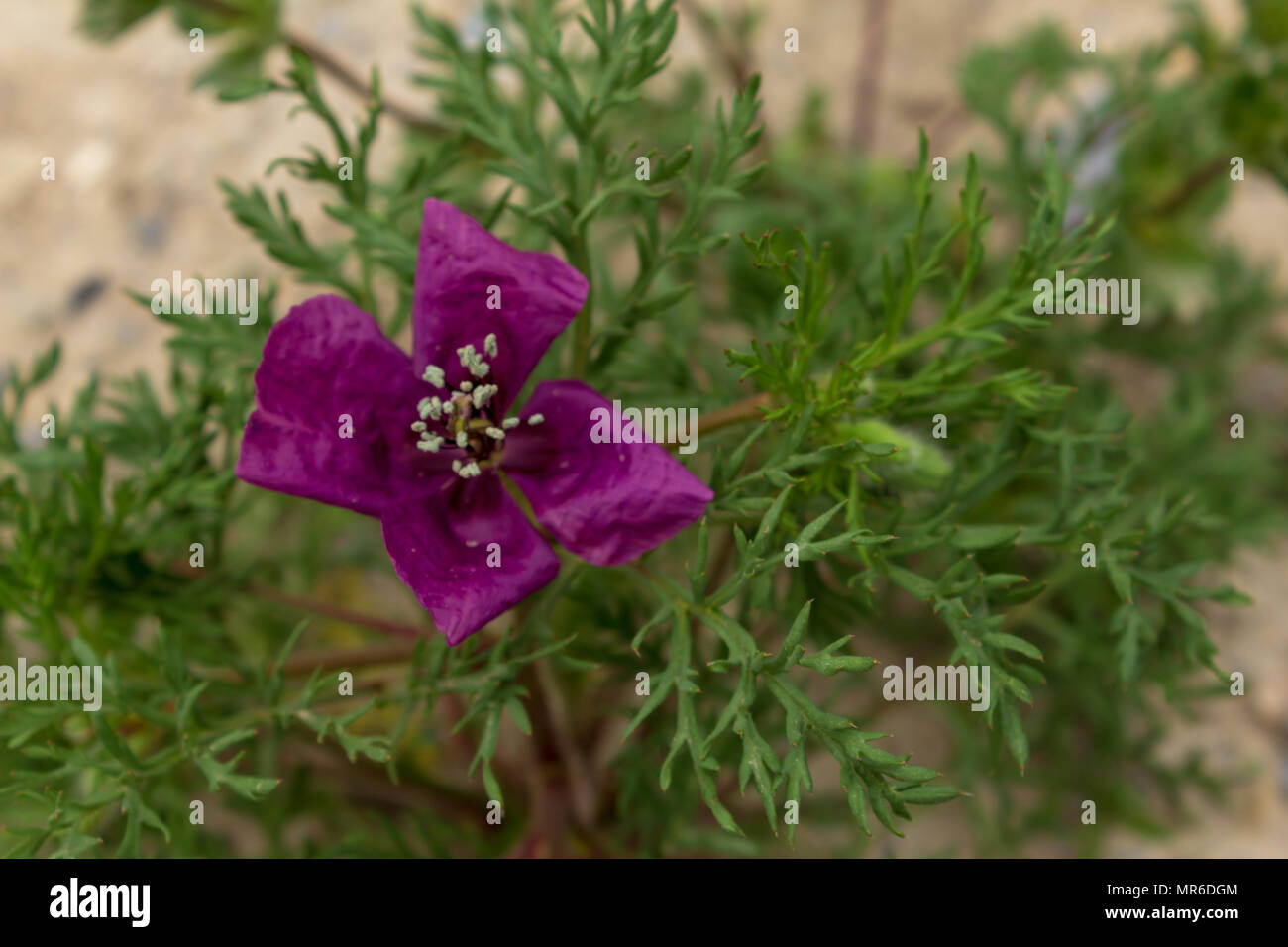 Roemeria Hybrida, Violet Horned-Poppy Flower Growing Wild Stock Photo