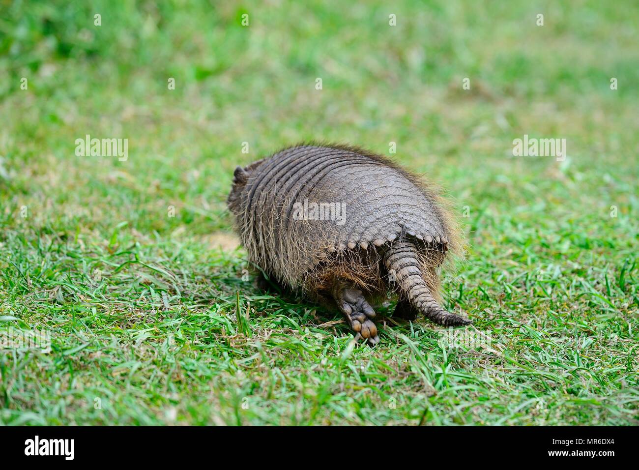 Big hairy armadillo (Chaetophractus villosus), from behind, running in the grass, Parque National Torres del Paine Stock Photo