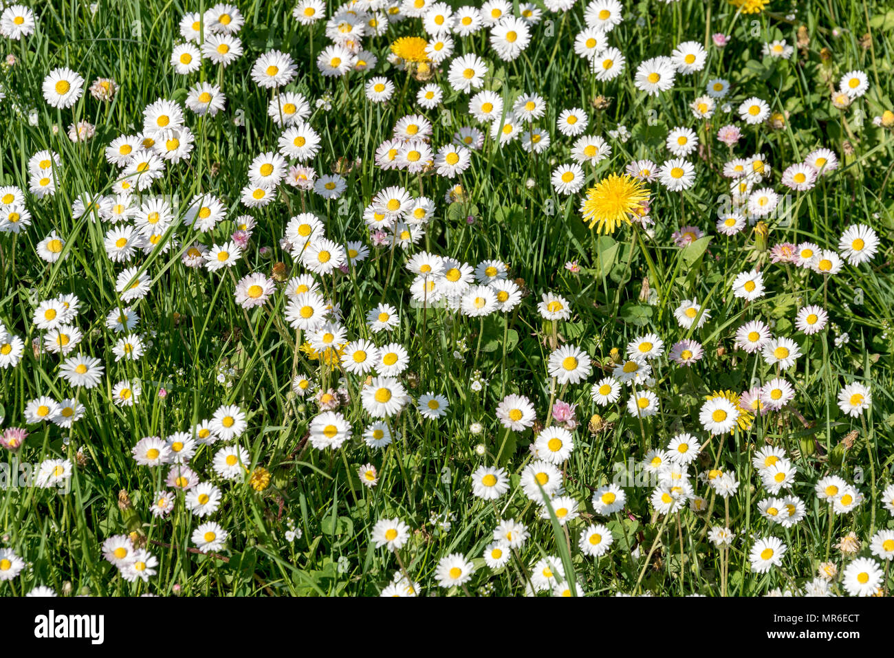 Common daisies (Bellis perennis) in a meadow, Upper Bavaria, Bavaria, Germany Stock Photo