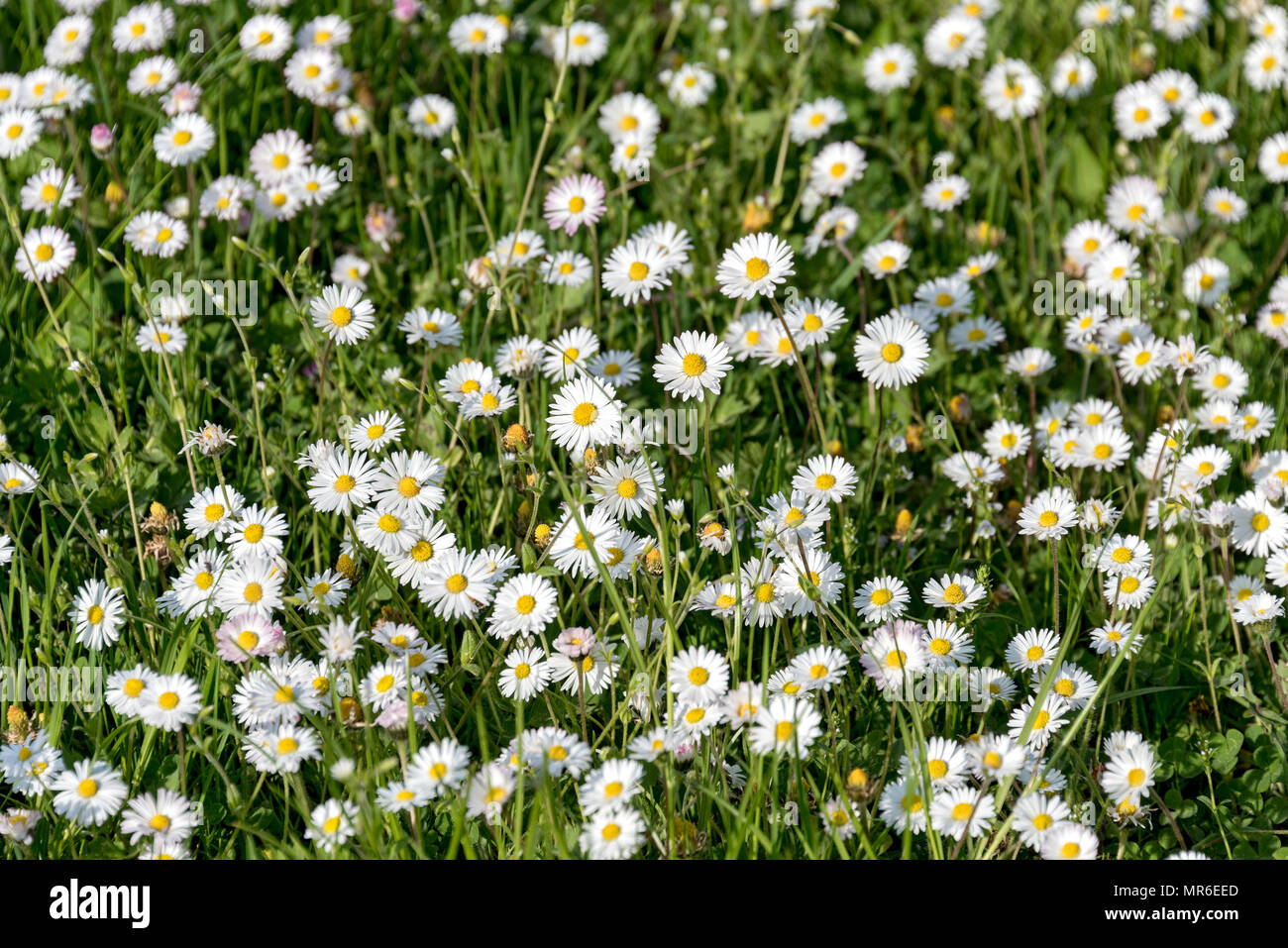 Common daisies (Bellis perennis) in a meadow, Upper Bavaria, Bavaria, Germany Stock Photo