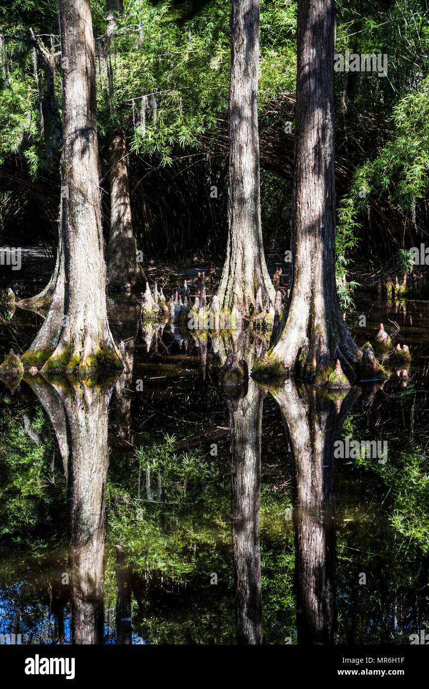 Cypress Swamp trees reflecting in the water, Magnolia Plantation and