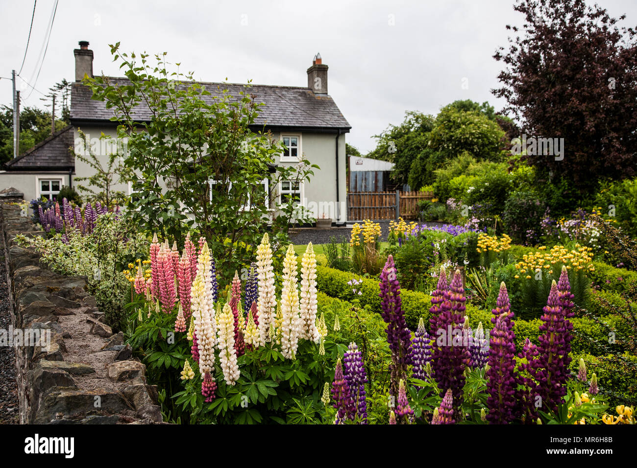 Irish Cottage Garden Stock Photos & Irish Cottage Garden Stock Images