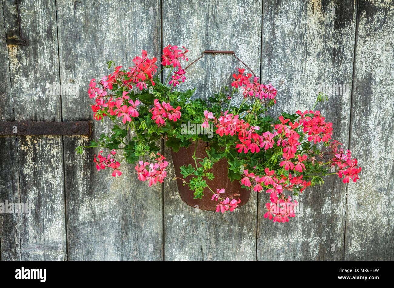 Pink Ivy Geranium spring planter hanging on a weathered barn door, wall  Pennsylvania, Pa, USA, spring container vintage hanging plants Stock Photo