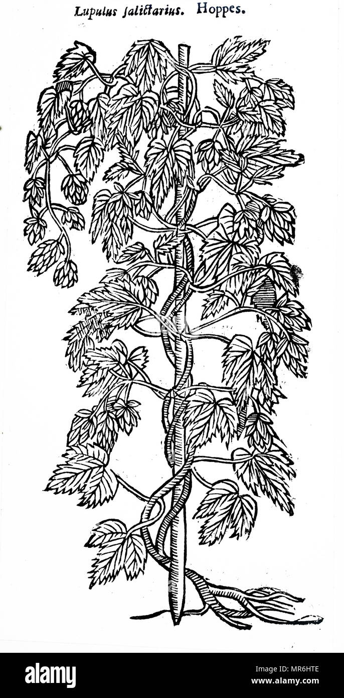 Hops (Humulus Lupulus). In addition to the use of hops in brewing, the tips of the young shoots were boiled and eaten like asparagus, while bakers used a decoction to make their bread rise better. Medically, the plant was used as a diuretic, the powdered seeds to kill worms, and a syrup was given in case of jaundice. From John Parkinson, Theatrum Botanicum or The Theatre of Plantes, London, 1640 Stock Photo