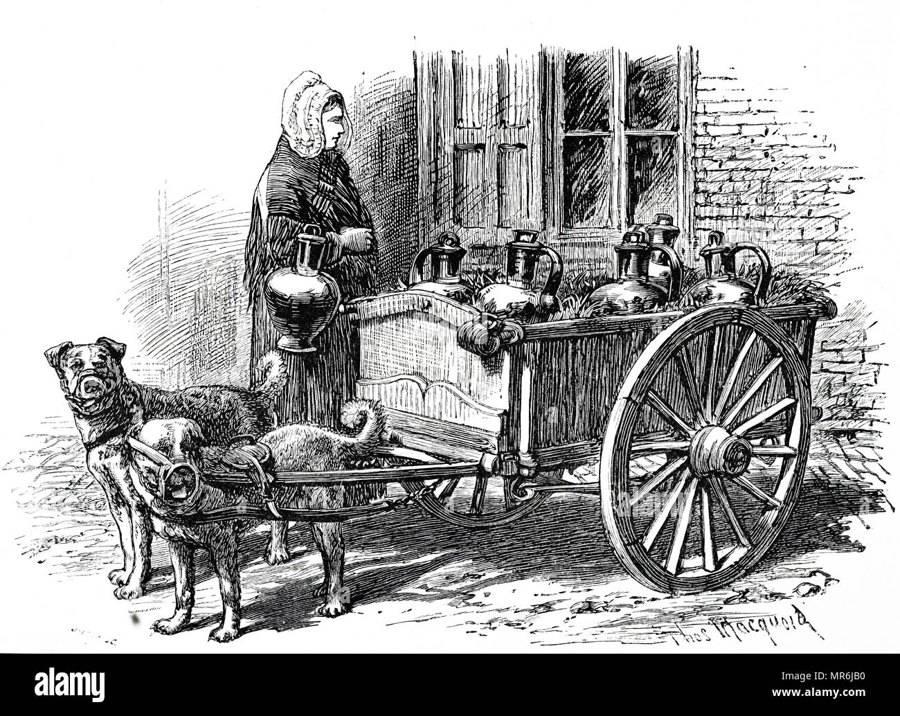 Engraving depicting an Antwerp milk woman making her deliveries using a small cart pulled by dogs. Dated 19th century Stock Photo