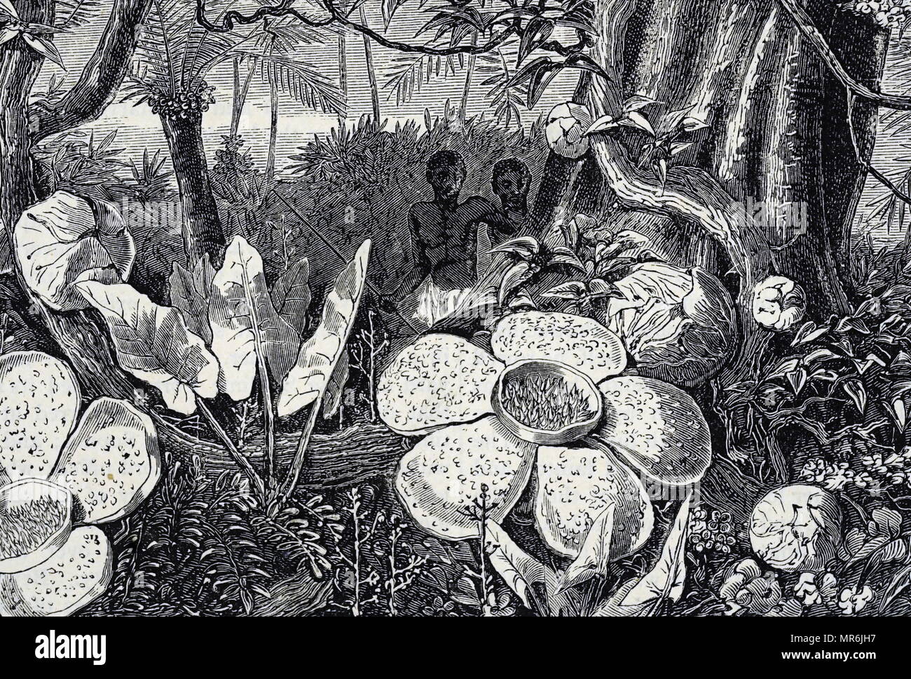 Prehistoric Rafflesia Engraving depicting Rafflesia, a genus of parasitic flowering plants ...