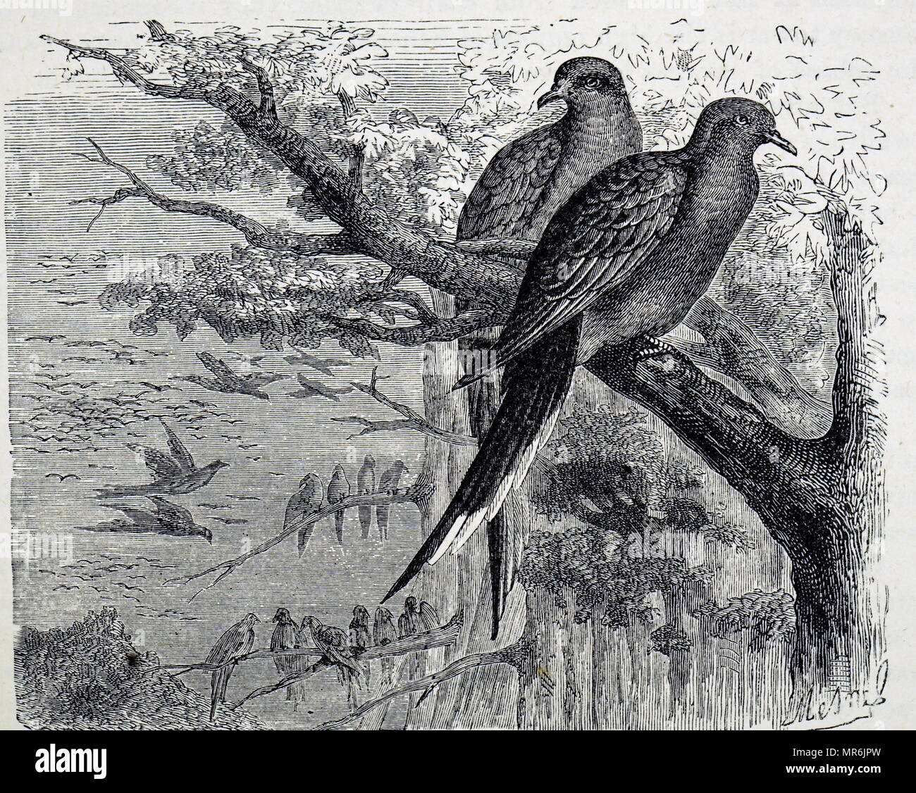 Engraving depicting passenger pigeons, an extinct species of pigeon that was endemic to North America. Dated 19th century Stock Photo