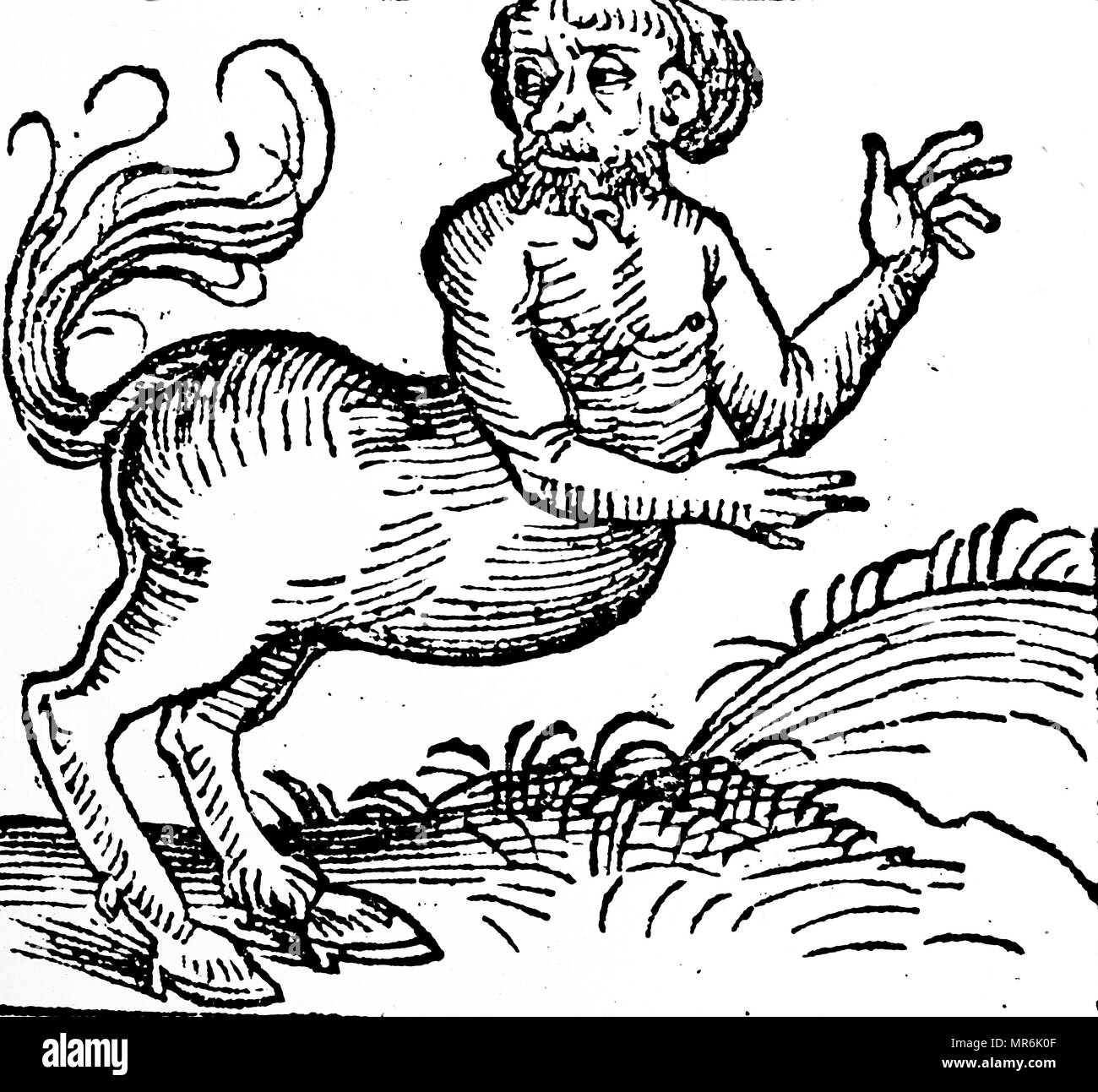 Woodblock engraving depicting a centaur, a mythological creature with the upper body of a human and the lower body and legs of a horse. Dated 15th century Stock Photo