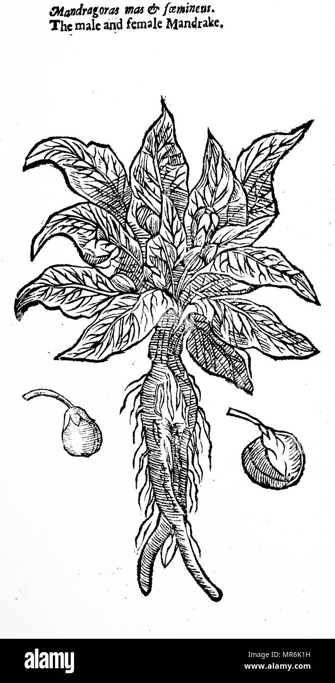 Woodblock engraving depicting Mandrake, a type species of the plant genus Mandragora. Dated 17th century Stock Photo