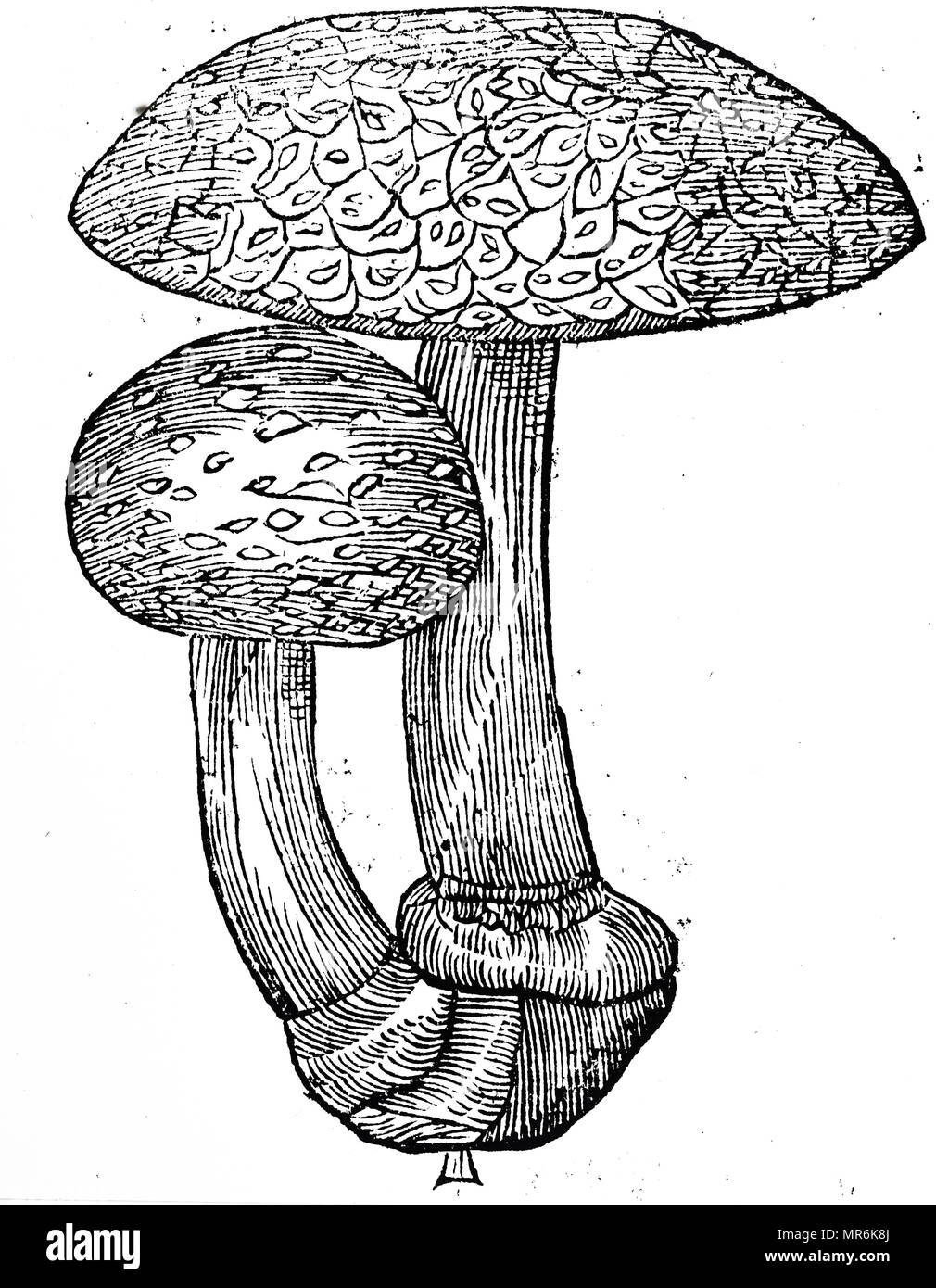Engraving depicting a Amanita Muscaria (Fly Agaric), a basidiomycete mushroom. Dated 17th century Stock Photo