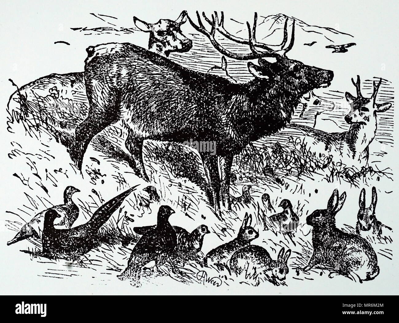Engraving depicting different game animals which are usually hunted for food. Dated 20th century Stock Photo