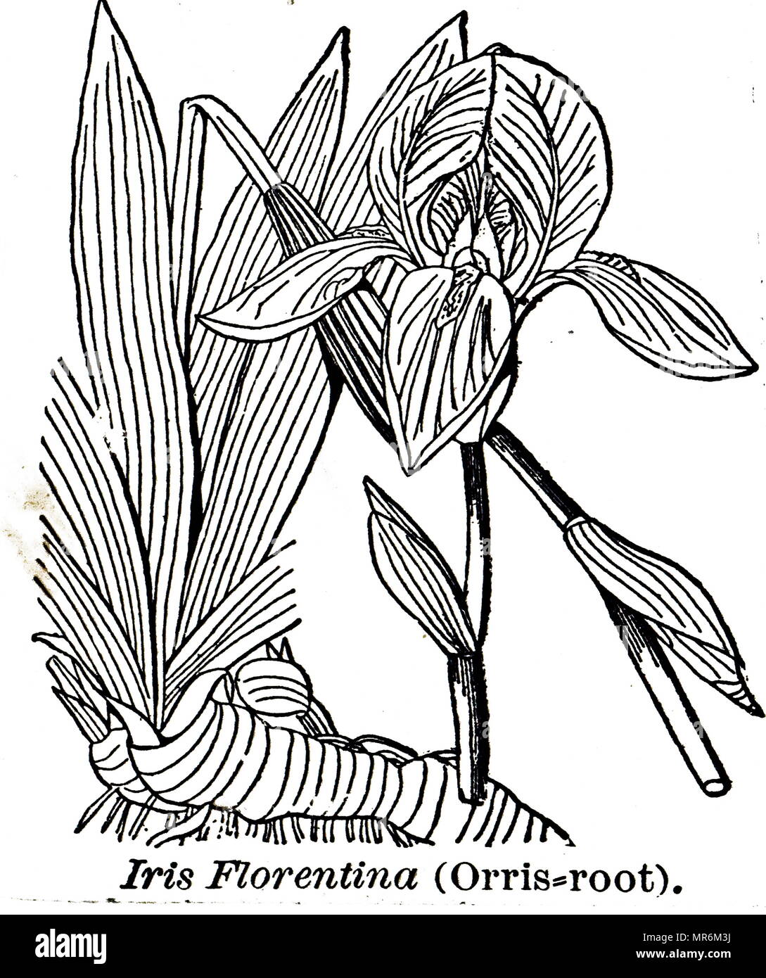 Engraving depicting Iris Florentina one of the sources of orris root