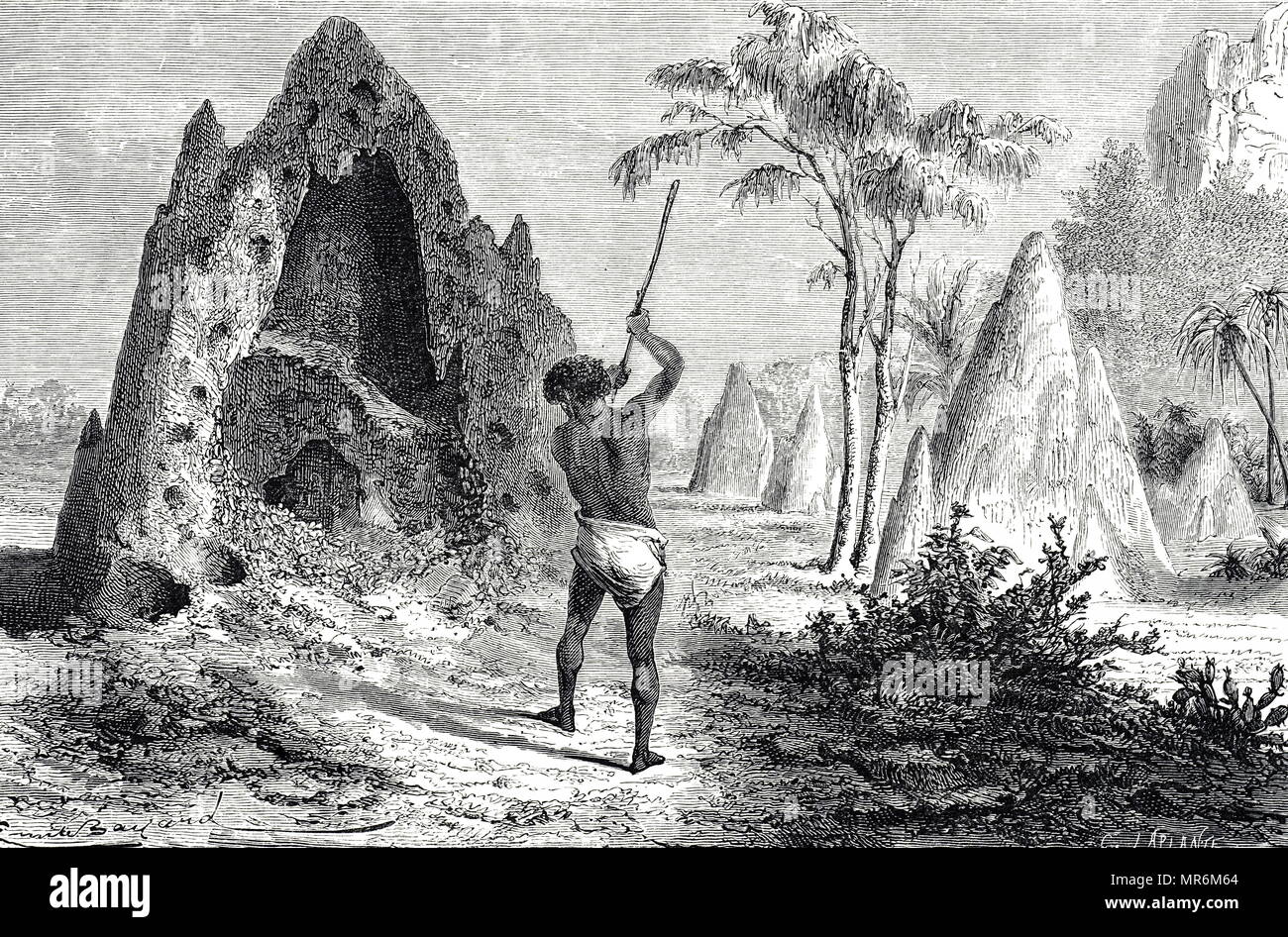 Engraving depicting termite mounds. When the termites fly from the nest to form new colonies, they are trapped by the Native Africans to be roasted and eaten by. Dated 19th century Stock Photo