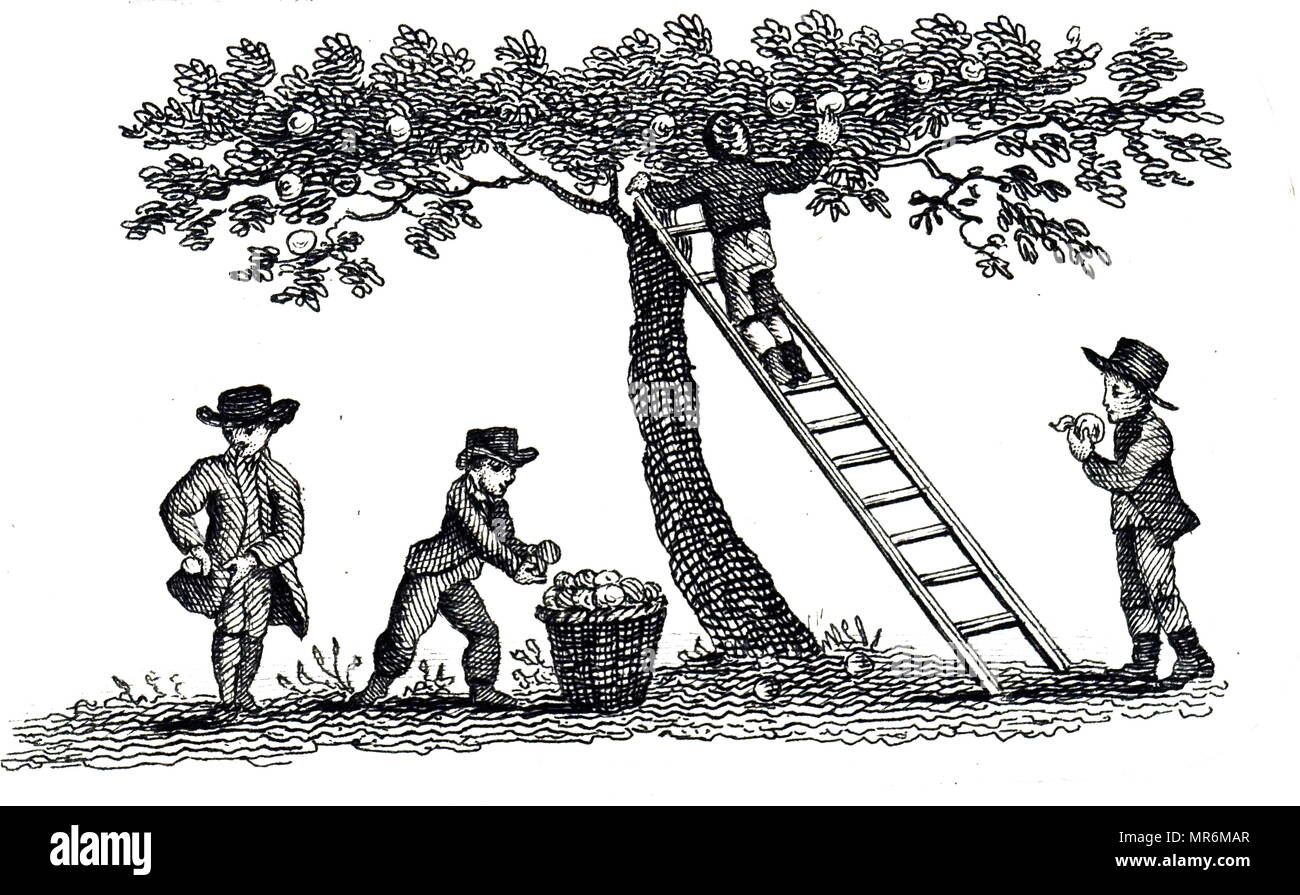 Woodblock engraving depicting boys collecting apples. Dated 19th