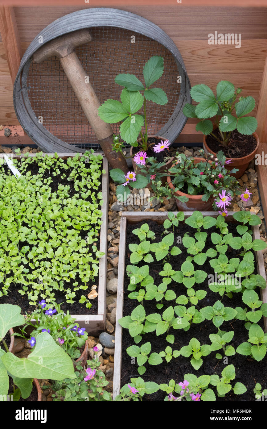 greenhouse with display of seed trays and flower pots Stock Photo