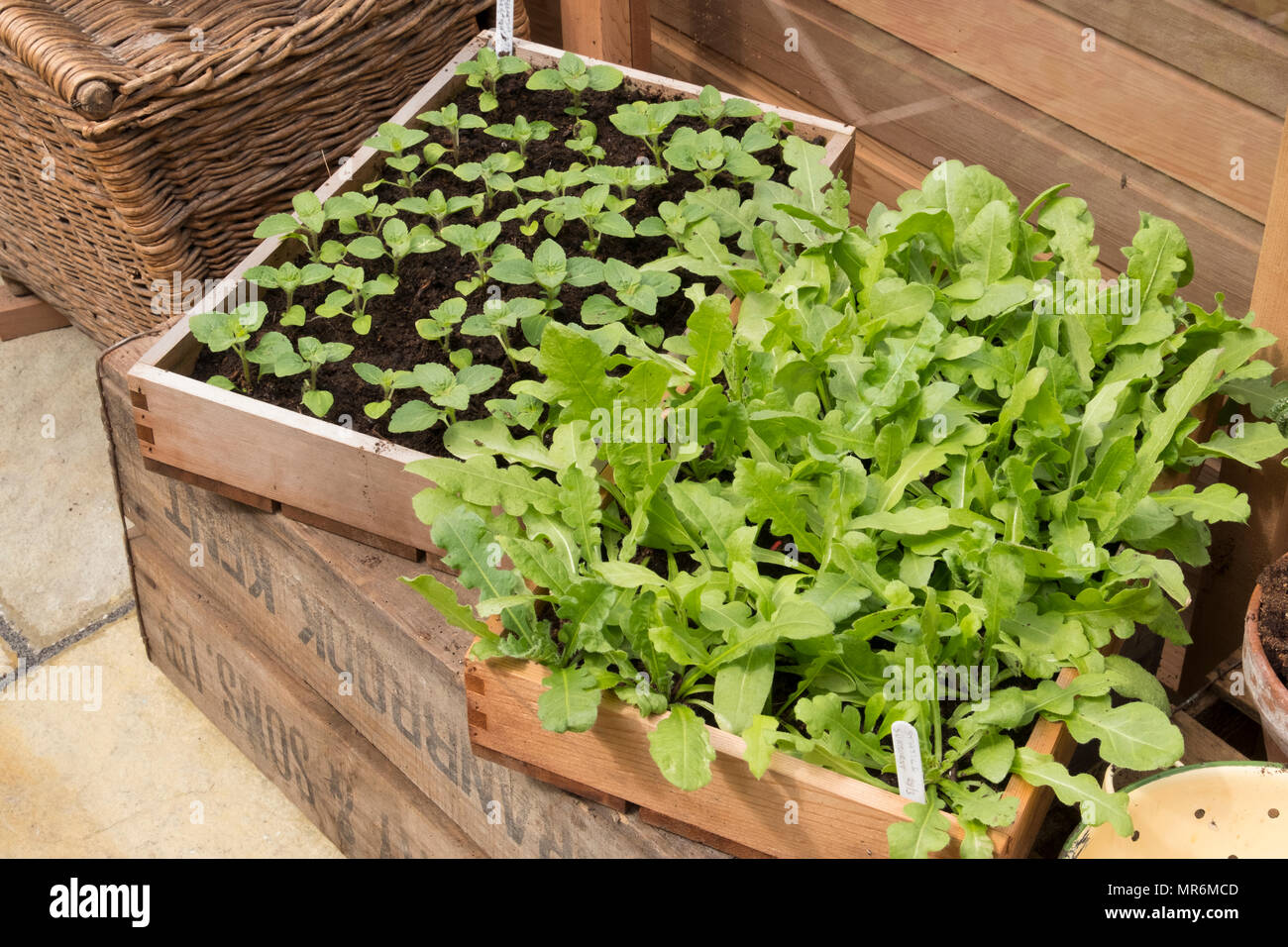 greenhouse with display of seed trays and flower pots Stock Photo
