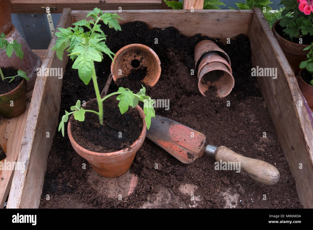 greenhouse with display of seed trays and flower pots Stock Photo Alamy