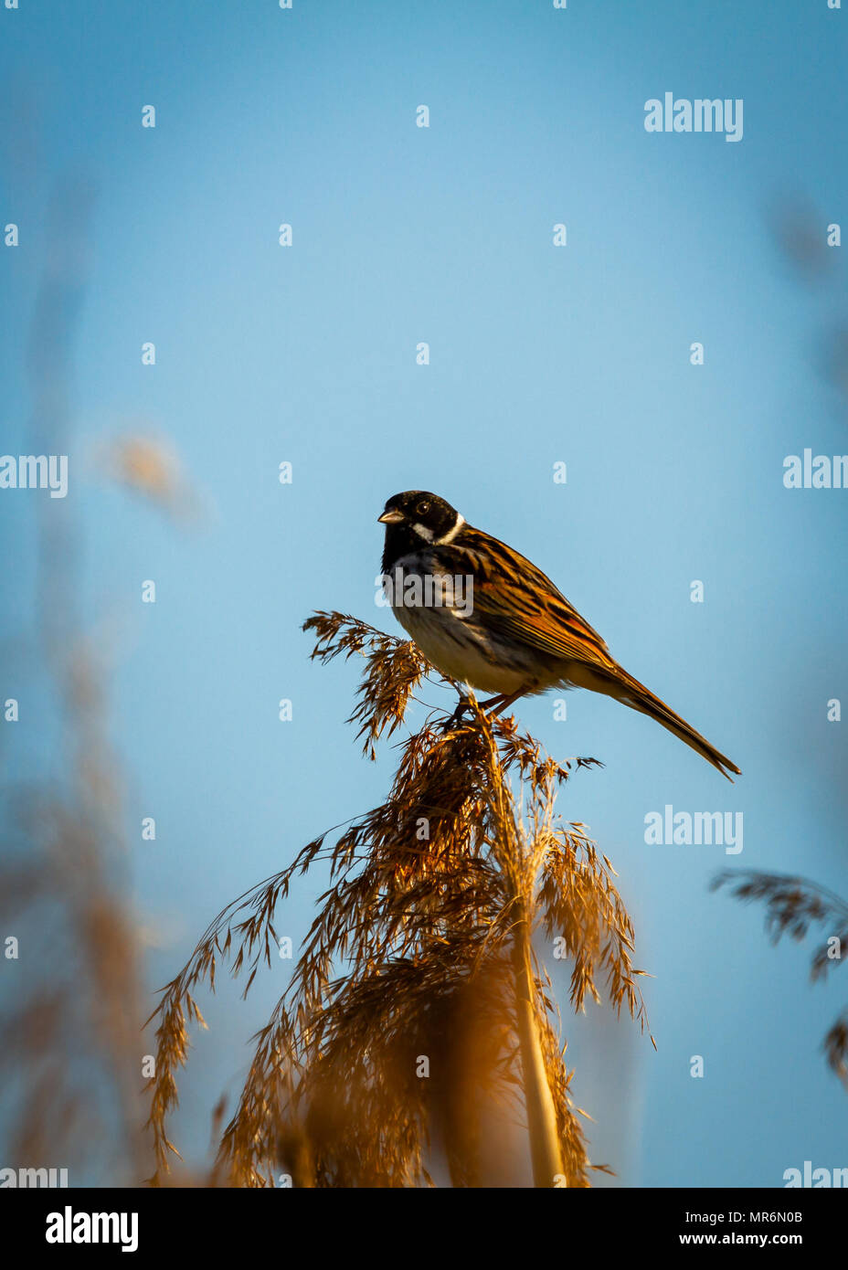 Male Reed Bunting in the Cheshire evening sunshine Stock Photo