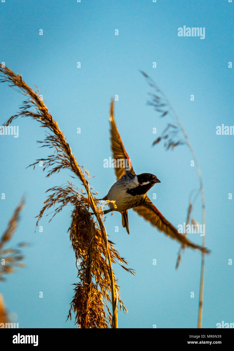 Male Reed Bunting in the Cheshire evening sunshine Stock Photo