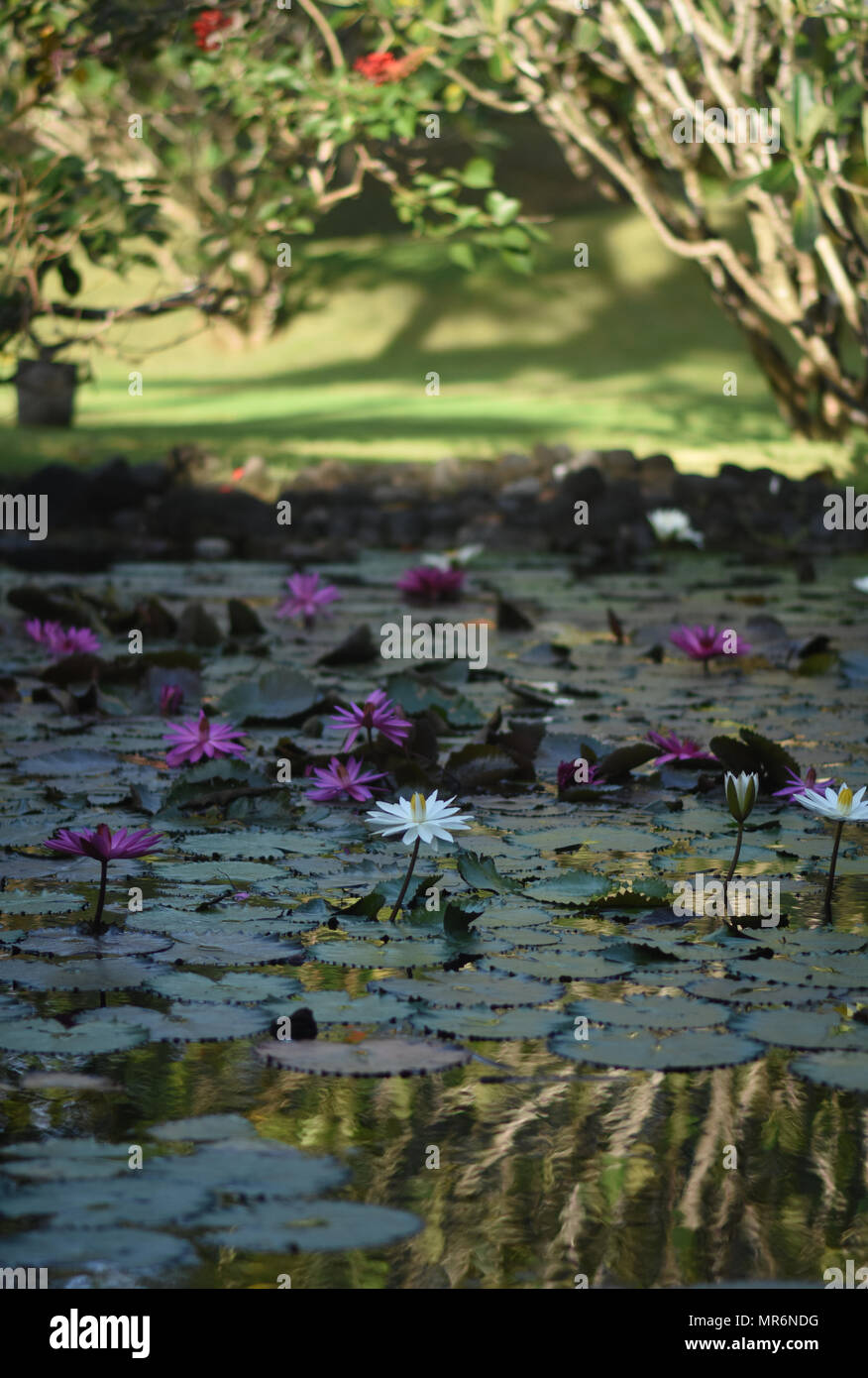 Lotus flower in Pond Stock Photo