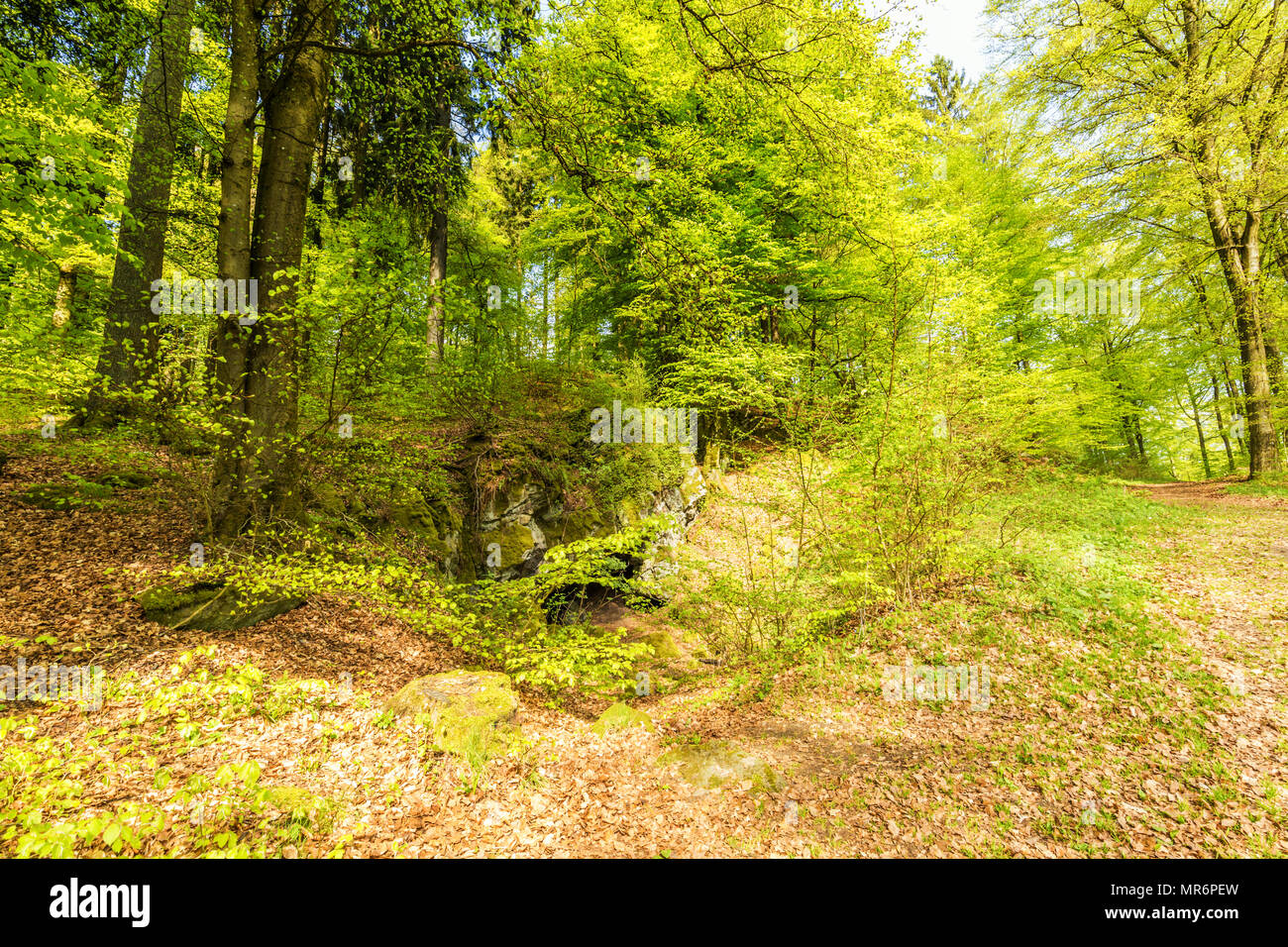 Beautiful spring forest landscape with in area of mill stone and ice caves and beech trees in volcanic Eifel at Roth, Gerolstein Germany Stock Photo