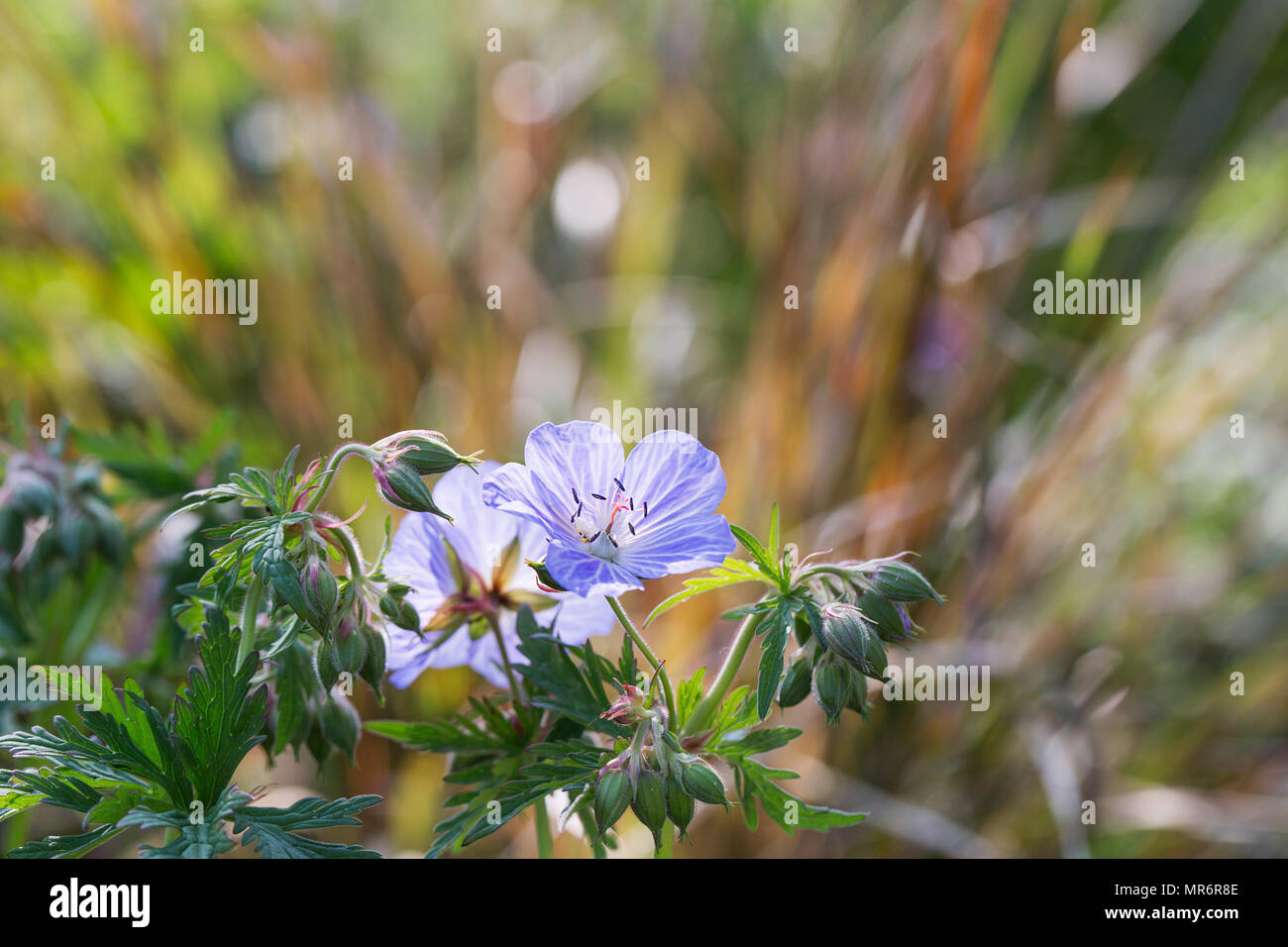 Geranium in springtime hi-res stock photography and images - Alamy