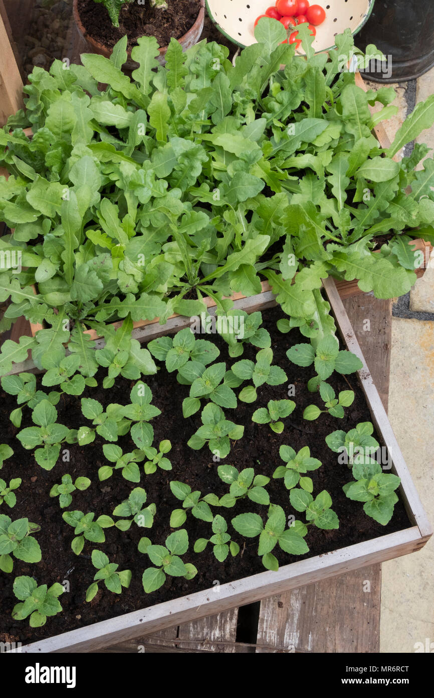 trays of young seedlings growing in greenhouse Stock Photo