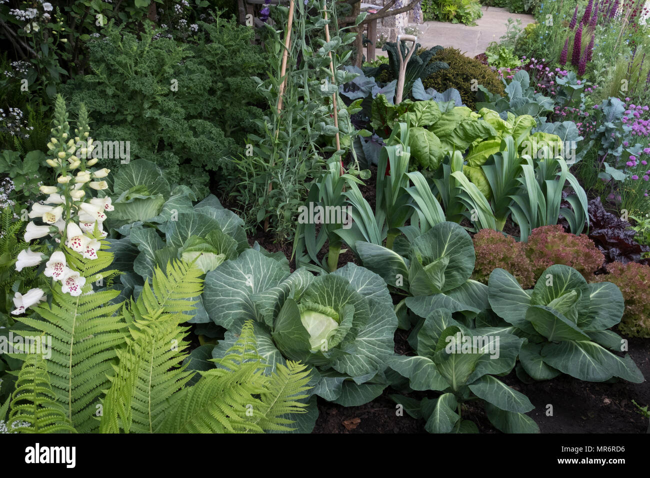 Garden vegetable patch with cabbages leeks greens growing Stock Photo