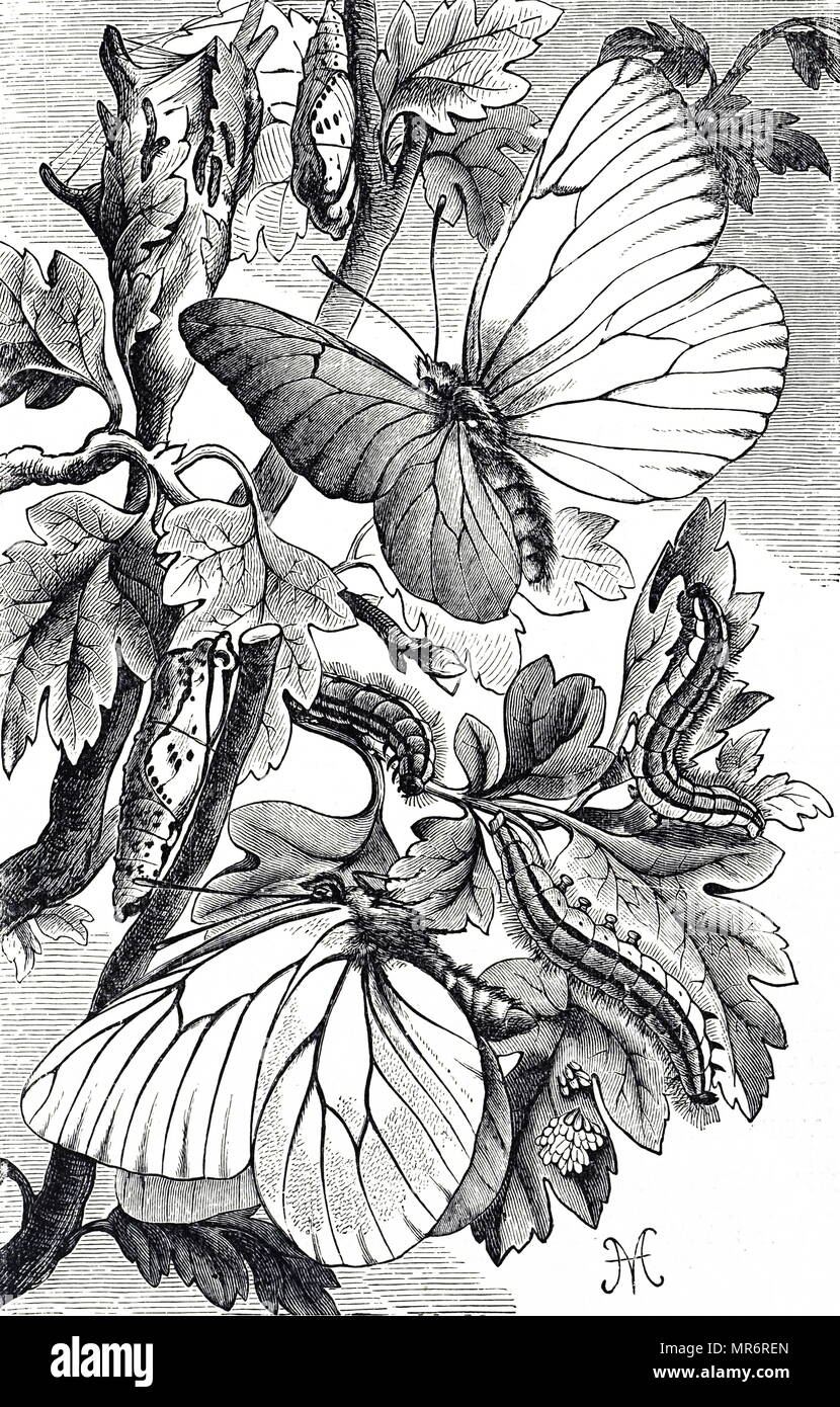 Engraving depicting Aporia Crataegi in it's butterfly, larvae and pupae stages. Dated 19th century Stock Photo