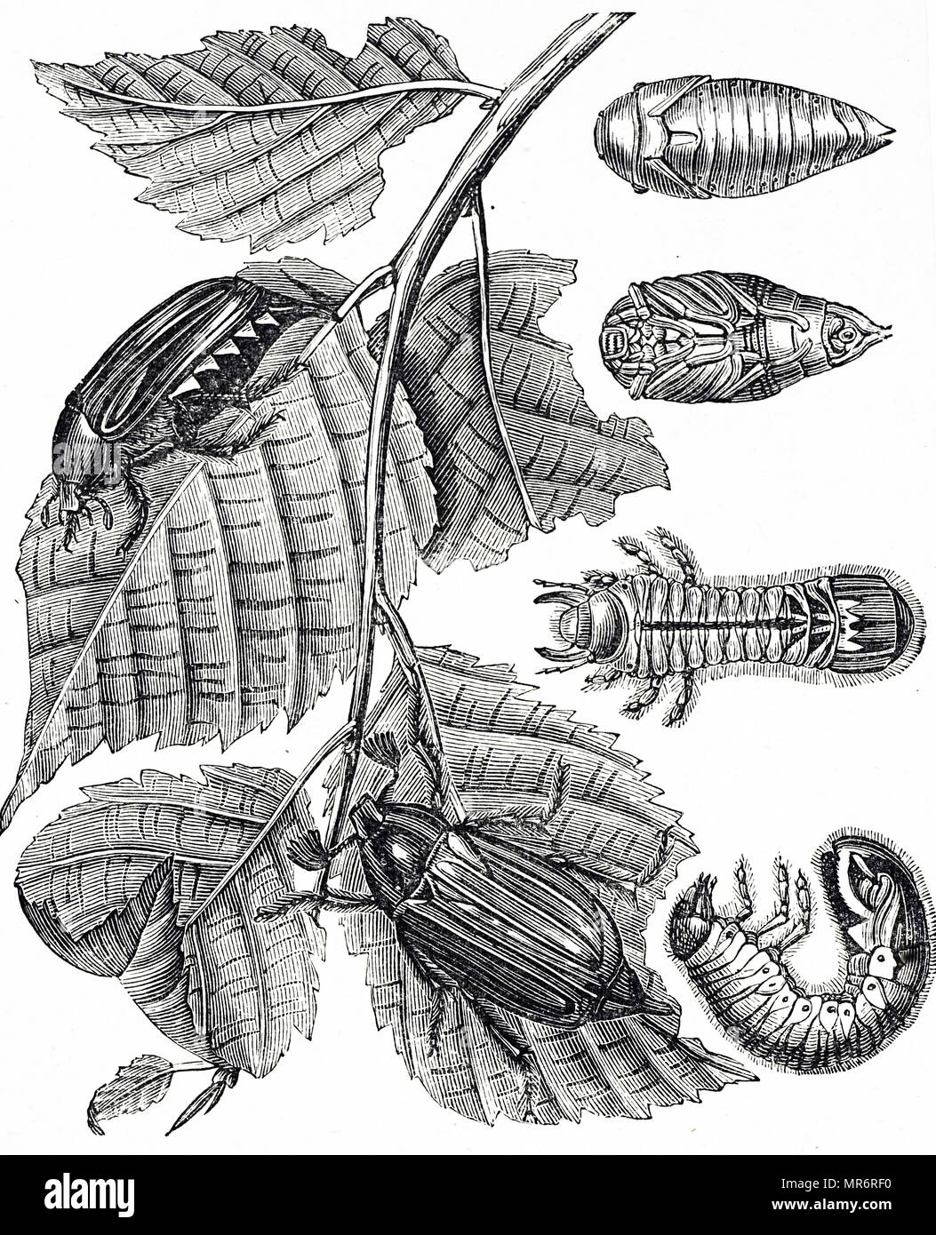 Engraving depicting the life cycle of a cockchafer, colloquially called May bug or doodlebug, is a European beetle of the genus Melolontha, in the family Scarabaeidae. Dated 19th century Stock Photo