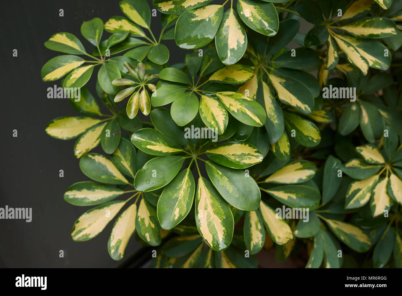 Schefflera arboricola leaves Stock Photo